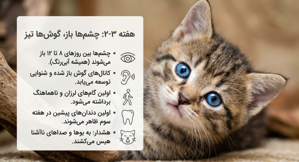 مراحل رشد بچه گربه از تولد تا ۸ هفتگی 4 مراحل رشد بچه گربه از تولد تا ۸ هفتگی