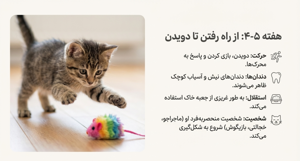 مراحل رشد بچه گربه از تولد تا ۸ هفتگی 5 مراحل رشد بچه گربه از تولد تا ۸ هفتگی