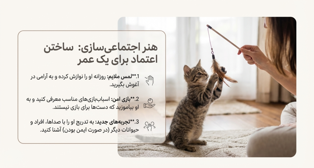 مراحل رشد بچه گربه از تولد تا ۸ هفتگی 6 مراحل رشد بچه گربه از تولد تا ۸ هفتگی