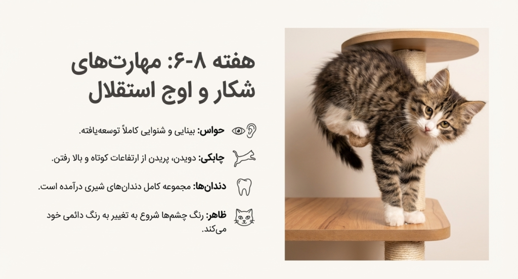 مراحل رشد بچه گربه از تولد تا ۸ هفتگی 7 مراحل رشد بچه گربه از تولد تا ۸ هفتگی