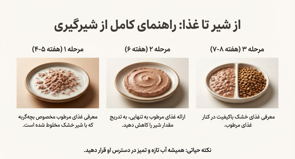 مراحل رشد بچه گربه از تولد تا ۸ هفتگی 8 مراحل رشد بچه گربه از تولد تا ۸ هفتگی