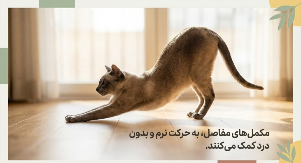 مکمل‌های غذایی گربه‌ها