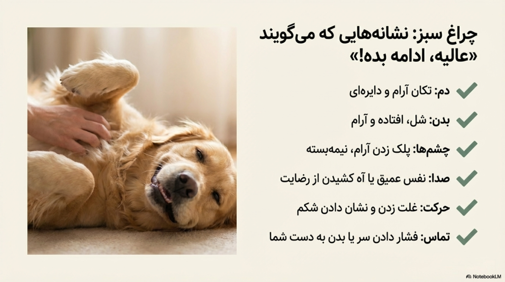 نوازش سگ، چرا سگها عاشق نوازش شدن هستند؟ 2 نوازش سگ