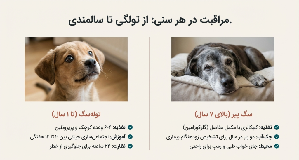 راهنمای کامل نگهداری از سگ در خانه (۱۴۰۴ / ۲۰۲۵) 10 نگهداری سگ