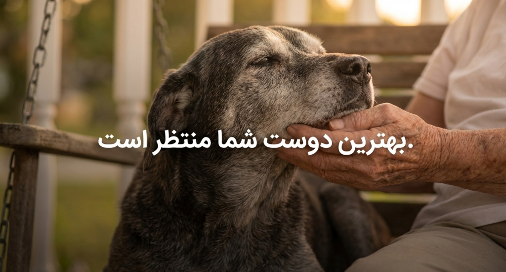 راهنمای کامل نگهداری از سگ در خانه (۱۴۰۴ / ۲۰۲۵) 13 نگهداری سگ