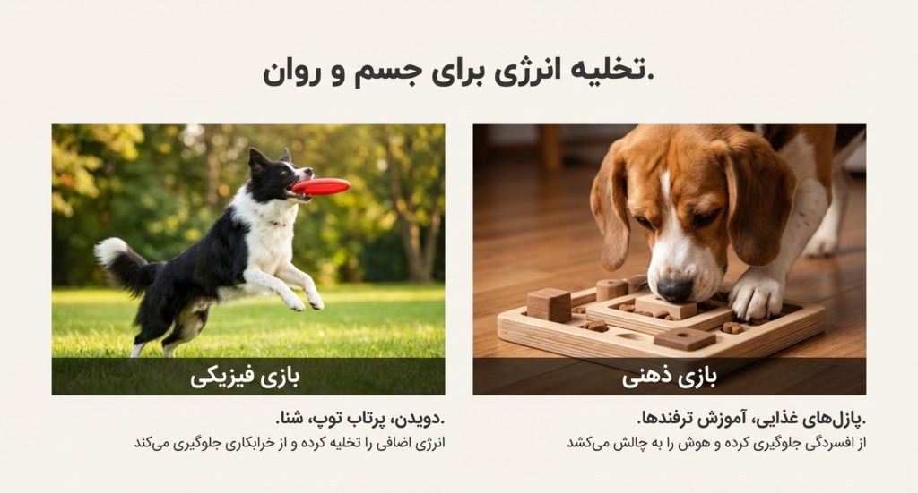 راهنمای کامل نگهداری از سگ در خانه (۱۴۰۴ / ۲۰۲۵) 8 نگهداری سگ