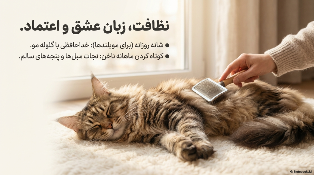 راهنمای کامل نگهداری از گربه در خانه (۱۴۰۴ / ۲۰۲۵) 8 نگهداری از گربه