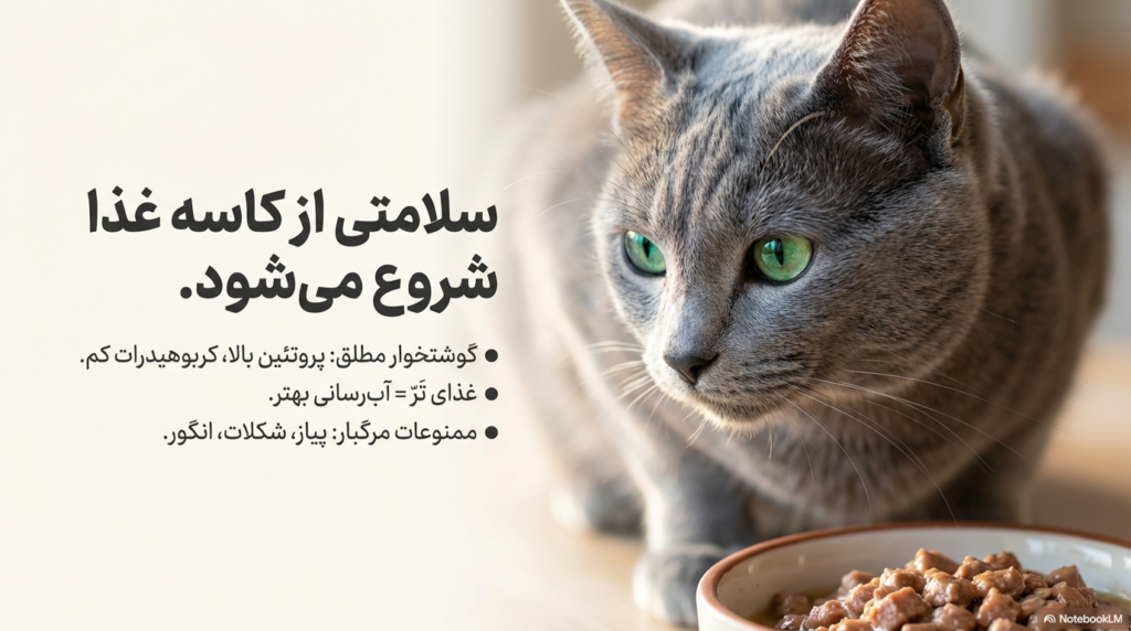 راهنمای کامل نگهداری از گربه در خانه (۱۴۰۴ / ۲۰۲۵) 4 نگهداری از گربه