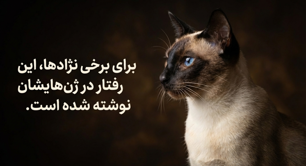 پیکا در گربه‌ها