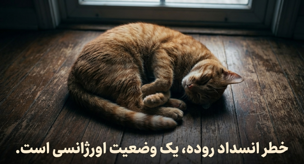 پیکا در گربه‌ها