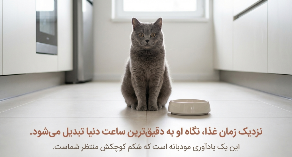 چزا گزبه‌ام به من خیره می‌شود؟