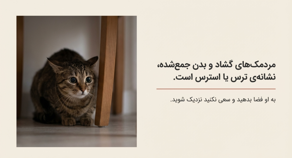 چزا گزبه‌ام به من خیره می‌شود؟