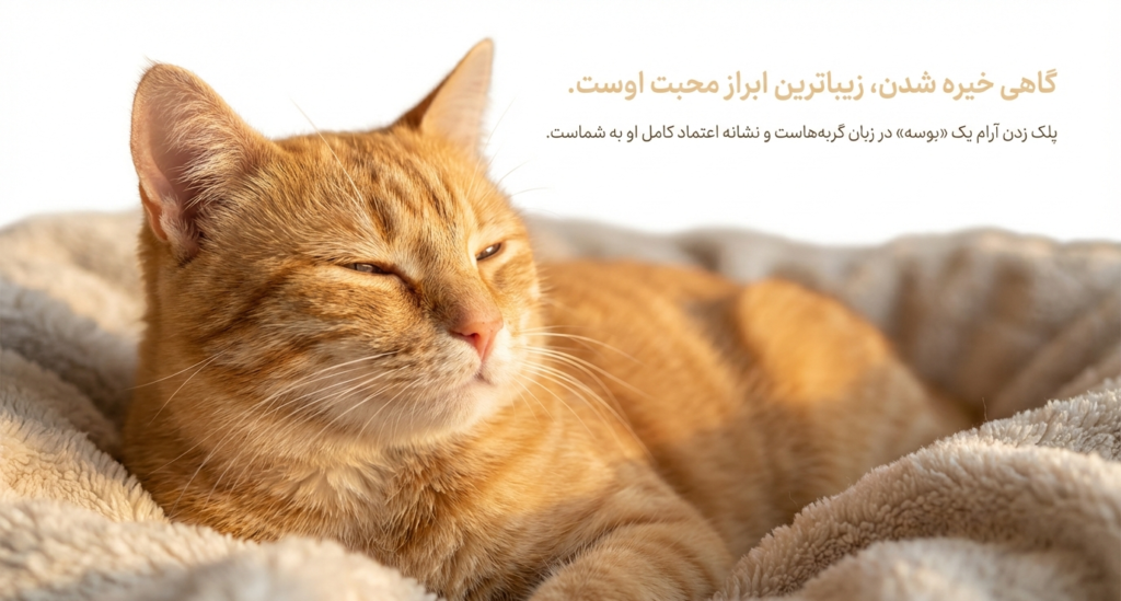 چزا گزبه‌ام به من خیره می‌شود؟