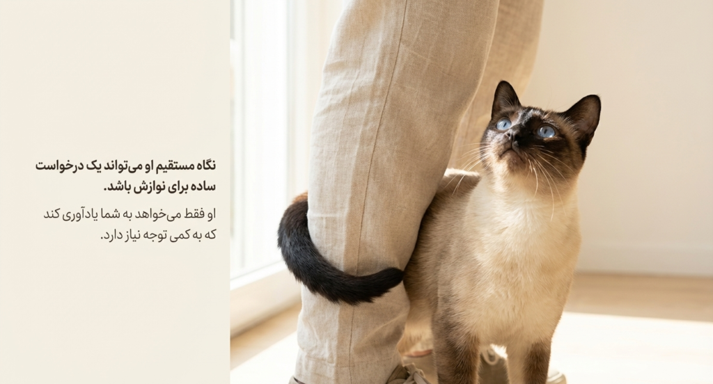 چزا گزبه‌ام به من خیره می‌شود؟