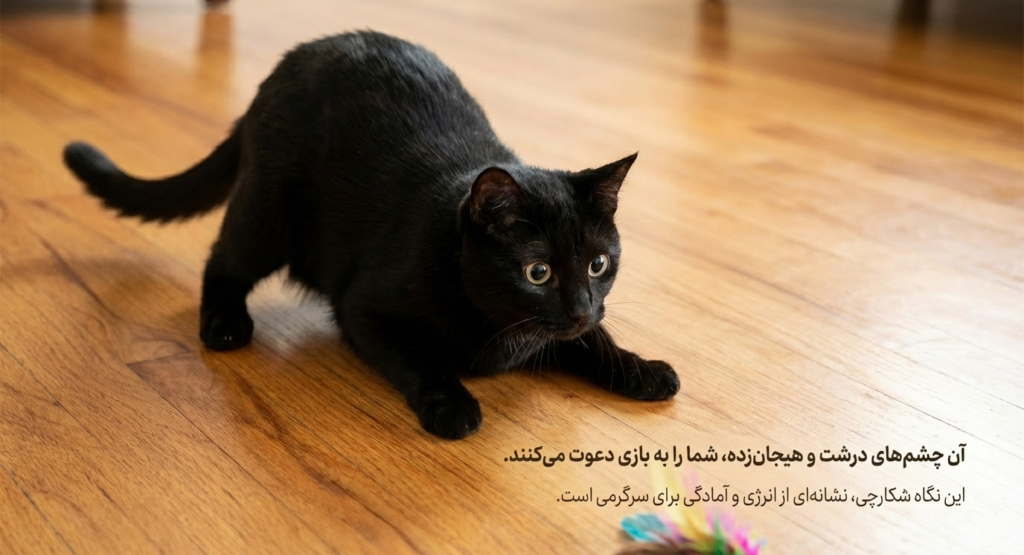 چزا گزبه‌ام به من خیره می‌شود؟