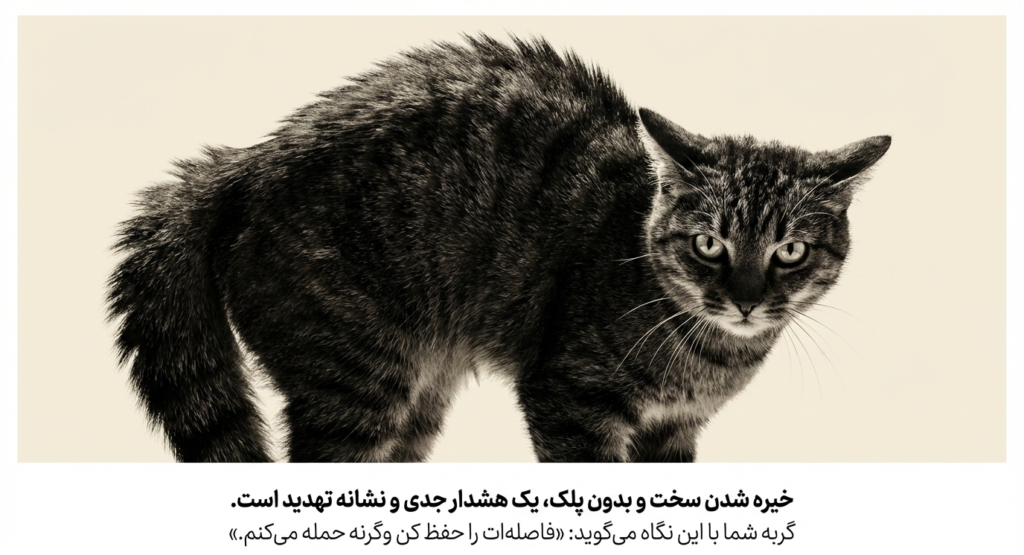 چزا گزبه‌ام به من خیره می‌شود؟