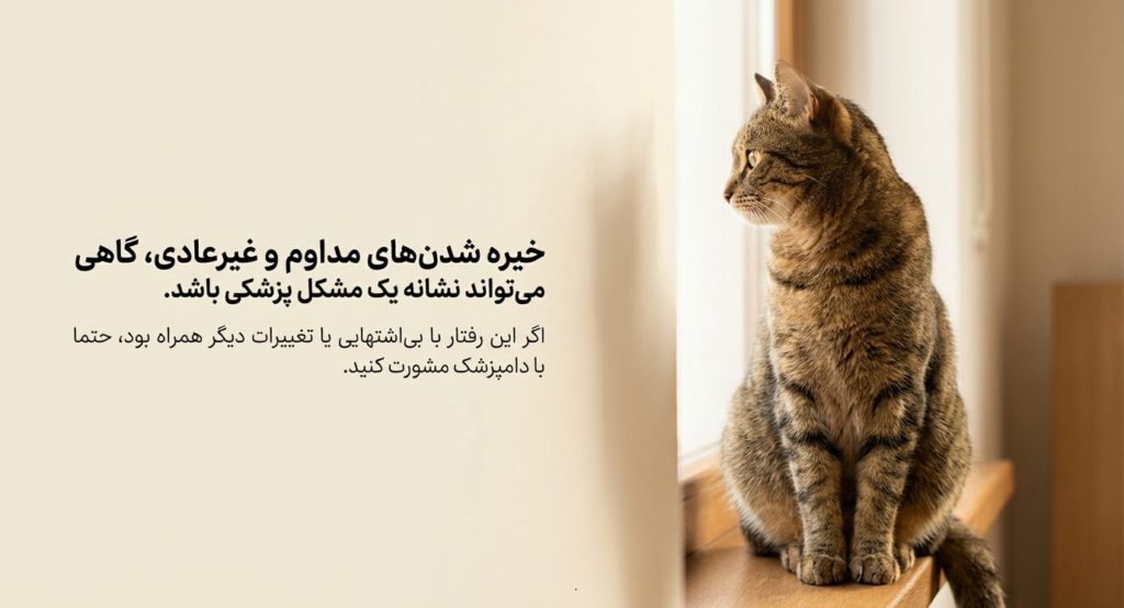 چزا گزبه‌ام به من خیره می‌شود؟