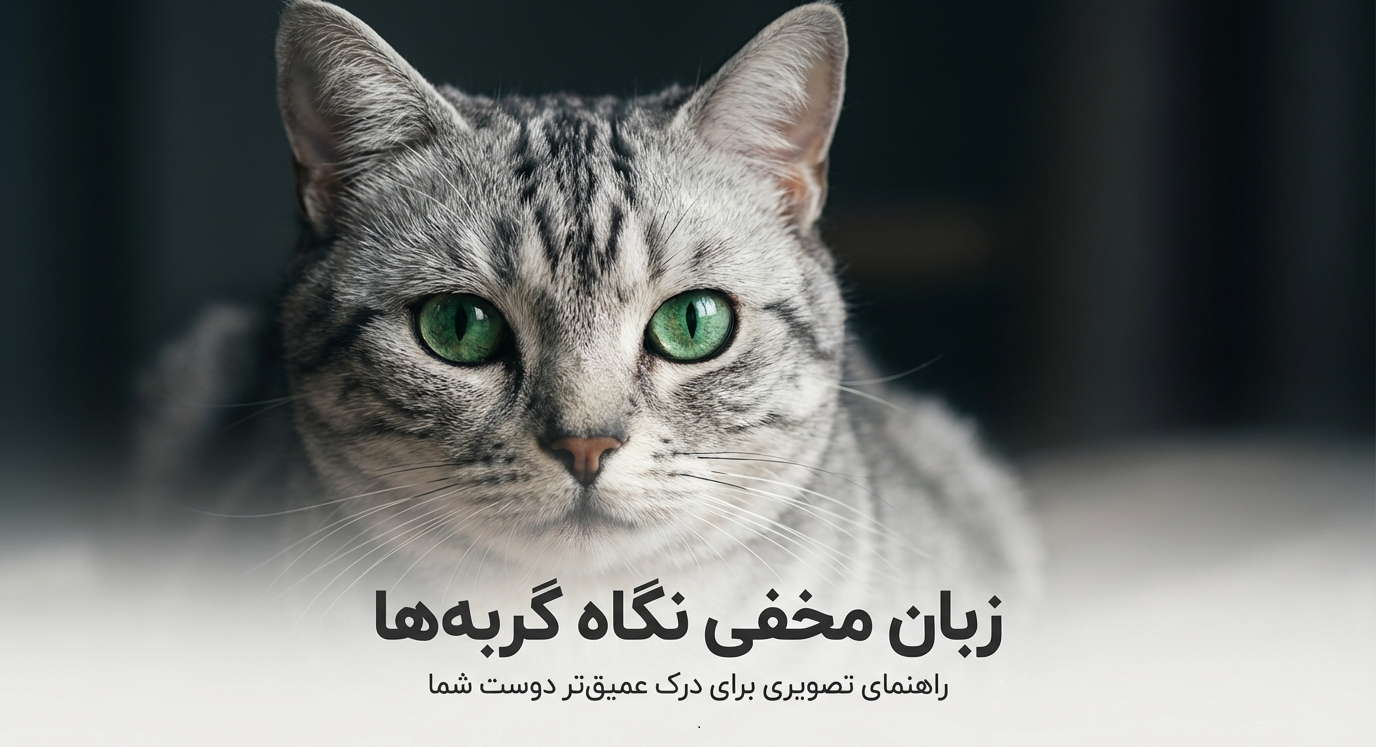 چزا گزبه‌ام به من خیره می‌شود؟