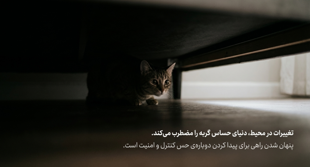 چرا گربه‌ام مخفی می‌شود؟