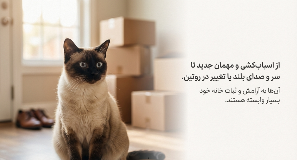 چرا گربه‌ام مخفی می‌شود؟