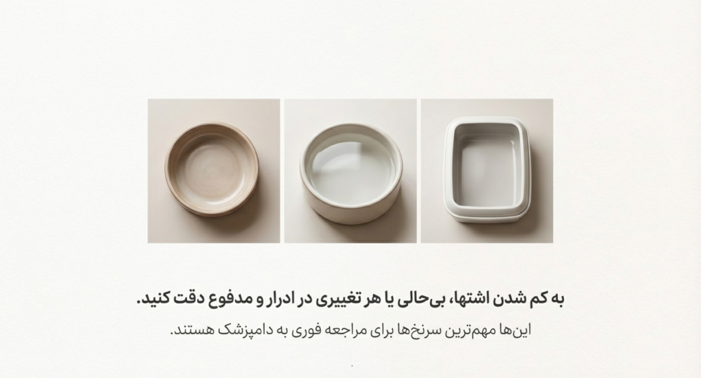 چرا گربه‌ام مخفی می‌شود؟