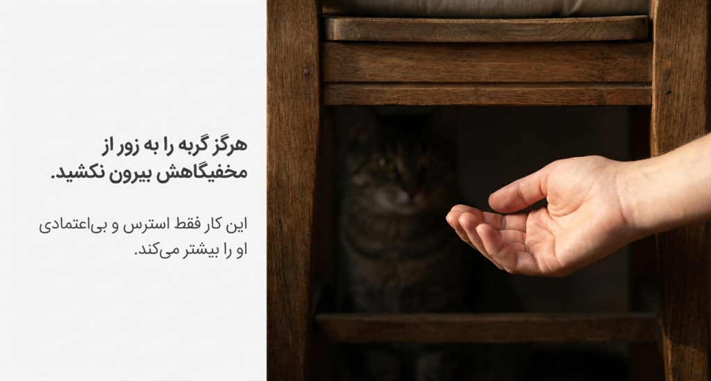 چرا گربه‌ام مخفی می‌شود؟