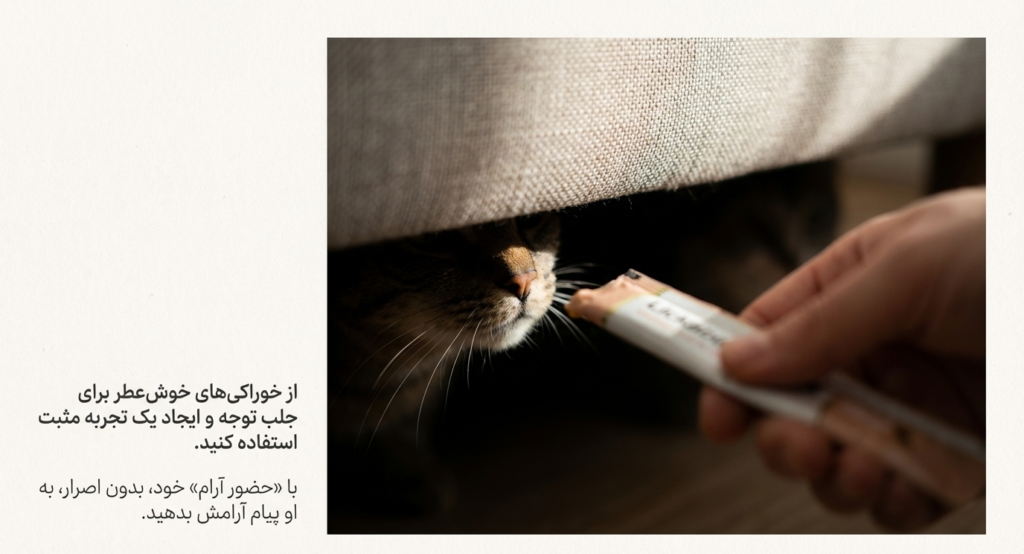 چرا گربه‌ام مخفی می‌شود؟