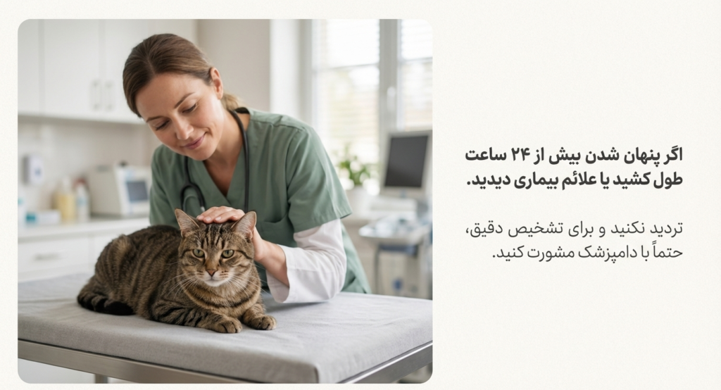 چرا گربه‌ام مخفی می‌شود؟