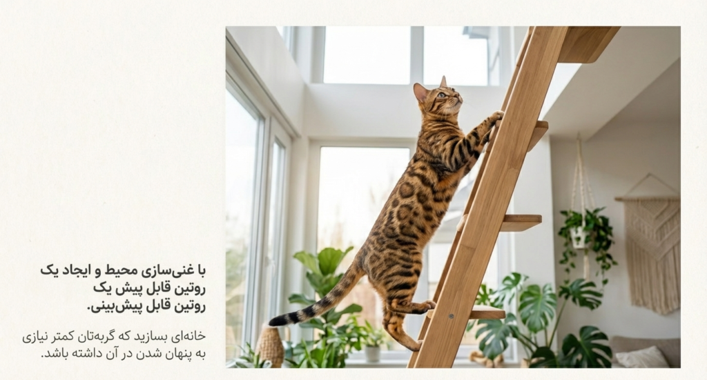 چرا گربه‌ام مخفی می‌شود؟