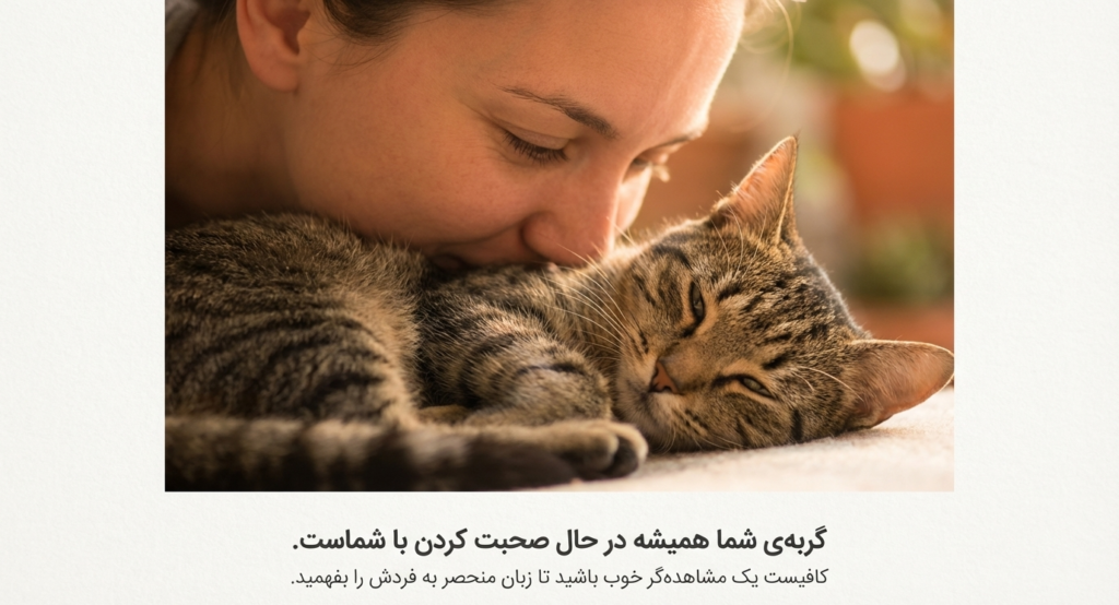چرا گربه‌ام مخفی می‌شود؟