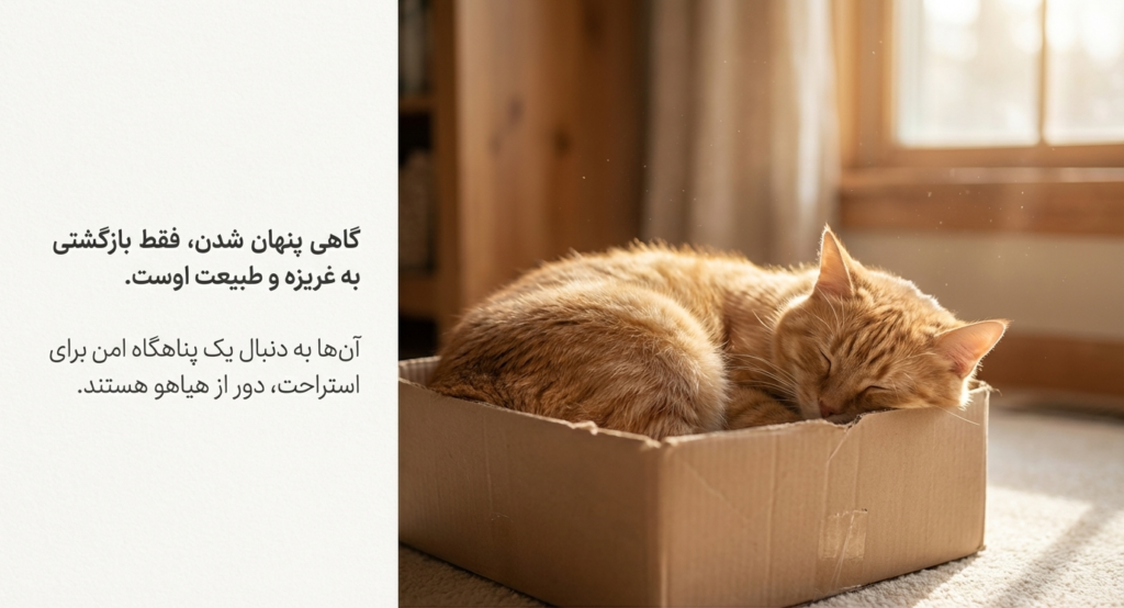 چرا گربه‌ام مخفی می‌شود؟
