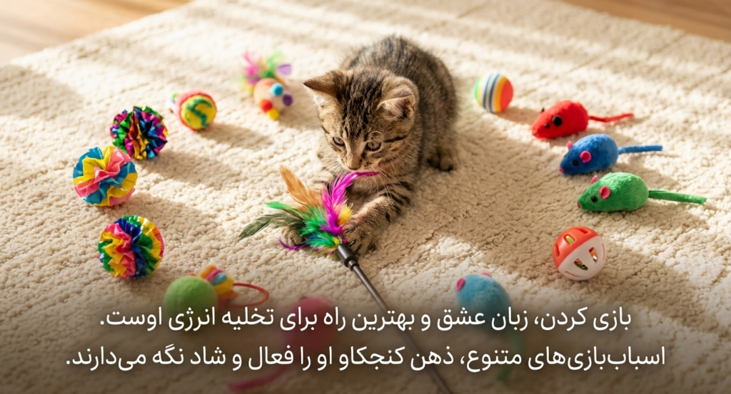 چک‌لیست بچه‌گربه جدید