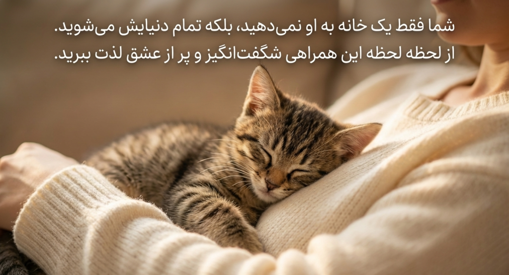 چک‌لیست بچه‌گربه جدید