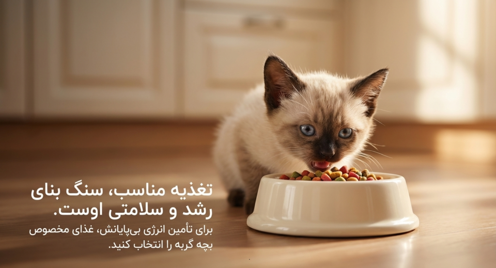 چک‌لیست بچه‌گربه جدید