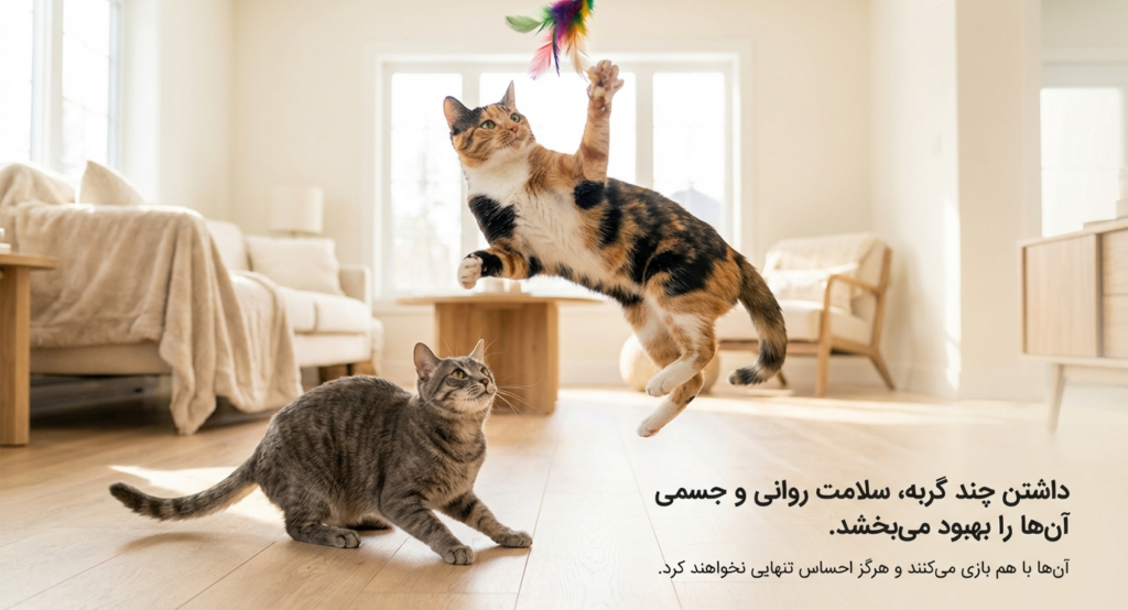 گربه‌ها چگونه دوست می‌شوند؟