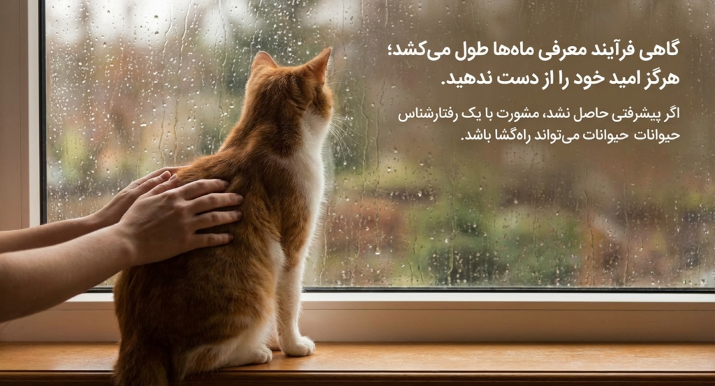 گربه‌ها چگونه دوست می‌شوند؟