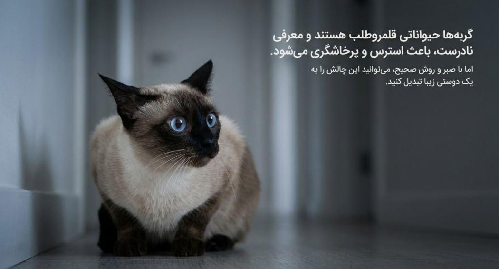 گربه‌ها چگونه دوست می‌شوند؟