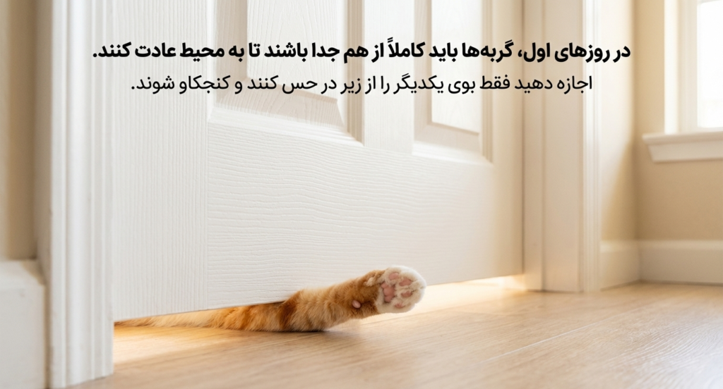 گربه‌ها چگونه دوست می‌شوند؟