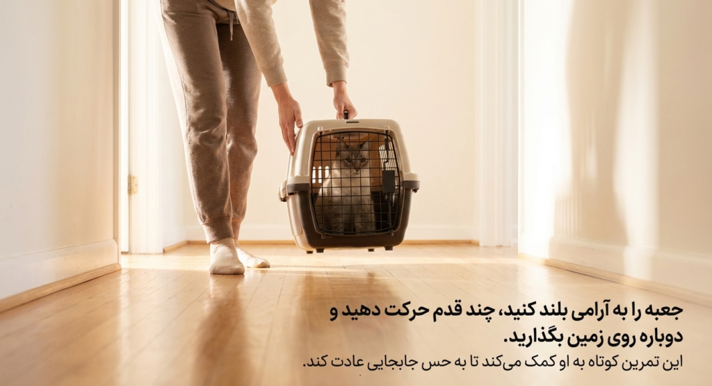 عادت دادن گربه به کریر
