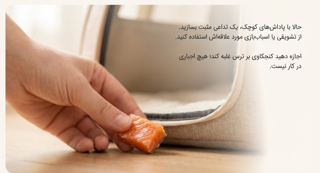 عادت دادن گربه به کریر