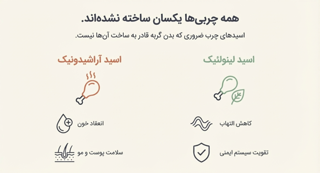 غذای مناسب بچه گربه