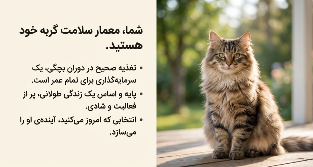 غذای مناسب بچه گربه