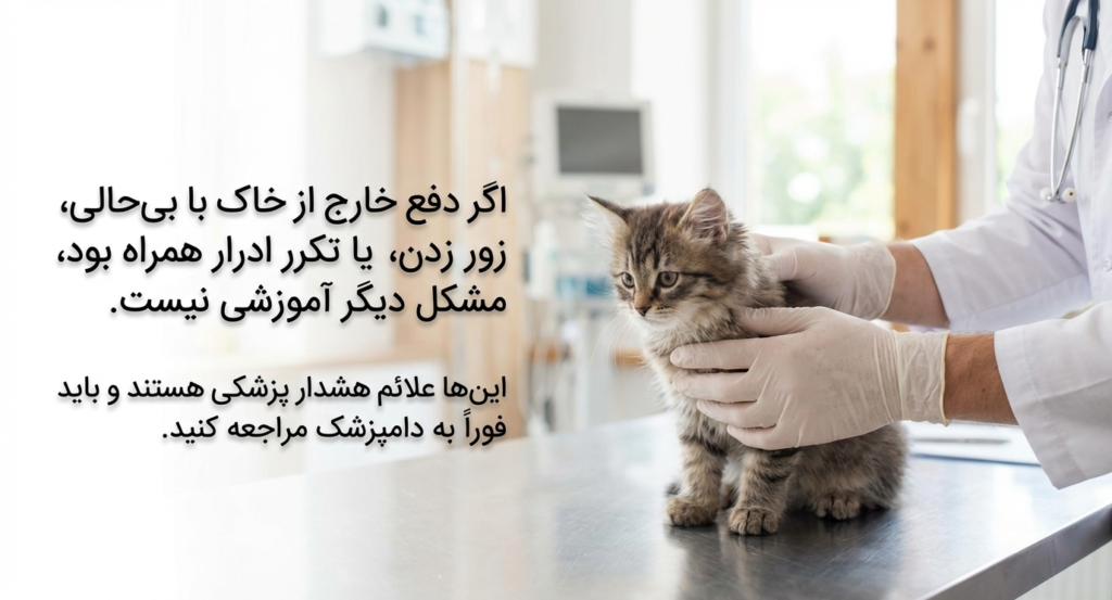 آموزش دستشویی رفتن بچه گربه 9 آموزش دستشویی رفتن بچه گربه