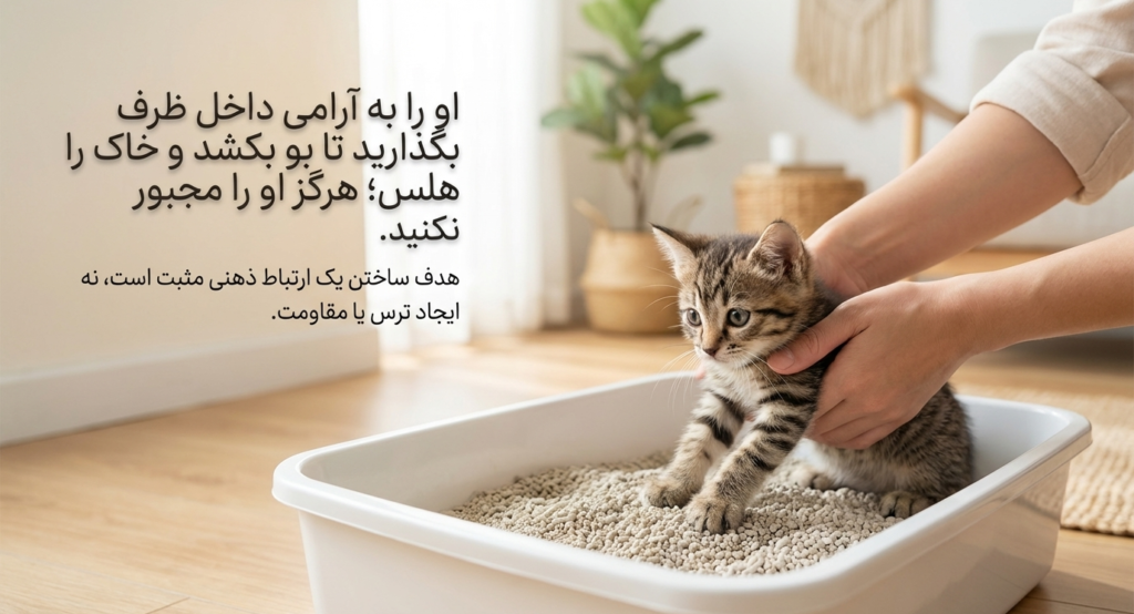 آموزش دستشویی رفتن بچه گربه 4 آموزش دستشویی رفتن بچه گربه