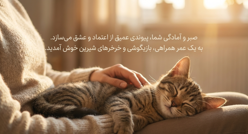 آوردن بچه‌گربه به خانه جدید