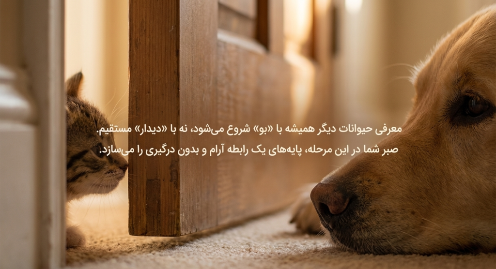 آوردن بچه‌گربه به خانه جدید