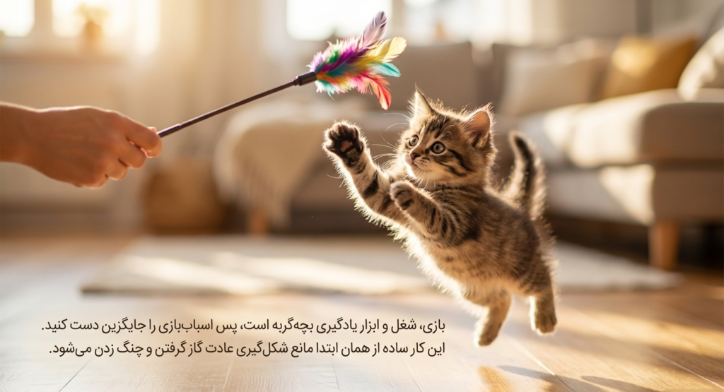 آوردن بچه‌گربه به خانه جدید