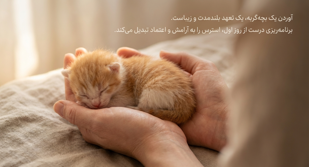 آوردن بچه‌گربه به خانه جدید