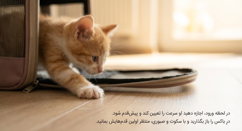 آوردن بچه‌گربه به خانه جدید