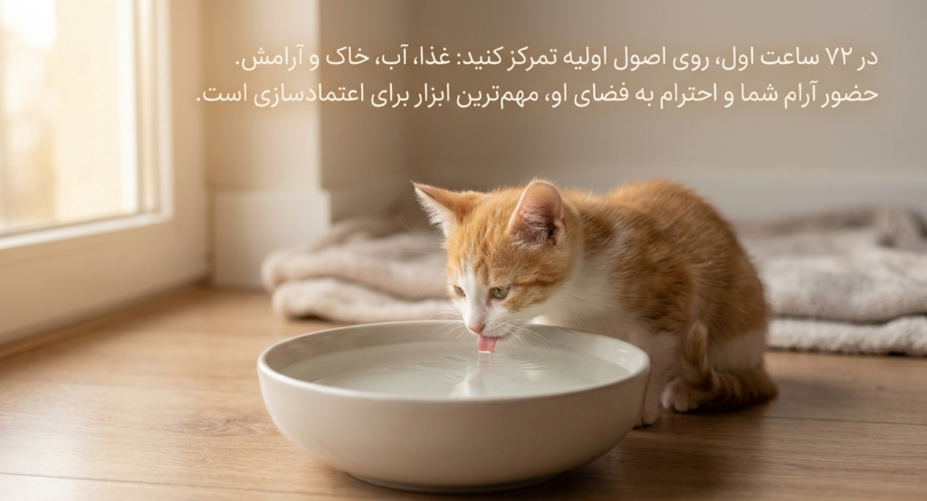 آوردن بچه‌گربه به خانه جدید